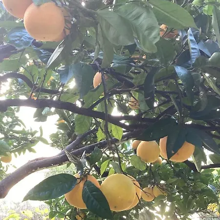 Garden Daire Budva