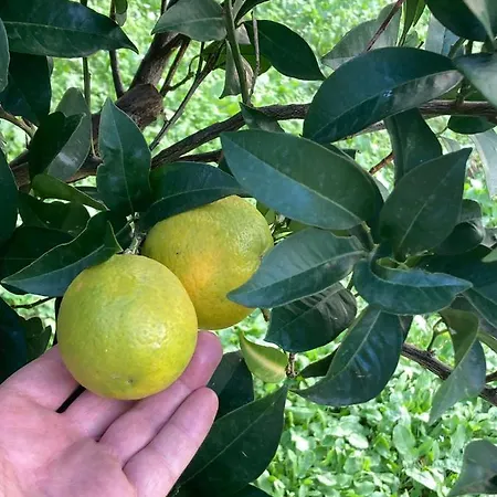 Garden شقة *